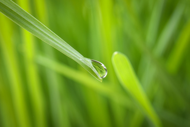 Water drop on grass blade against blurred background, closeup