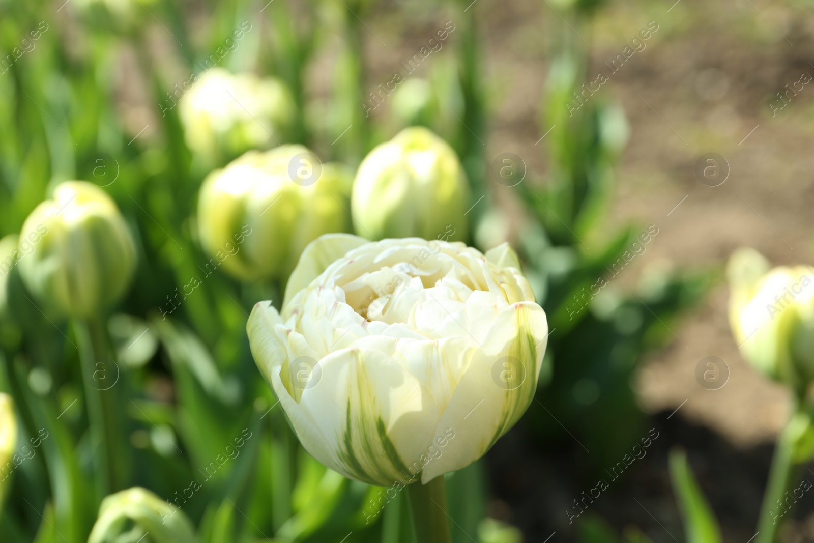 Photo of Beautiful blooming tulip outdoors on sunny day