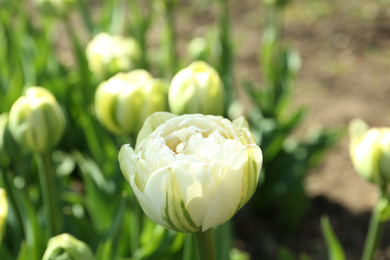 Photo of Beautiful blooming tulip outdoors on sunny day