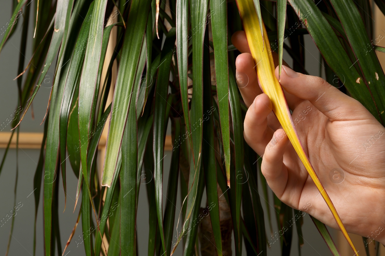 Photo of Man touching houseplant with damaged leaves indoors, closeup