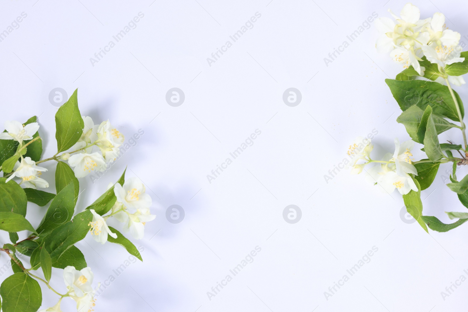 Photo of Beautiful jasmine flowers on white background, top view. Space for text