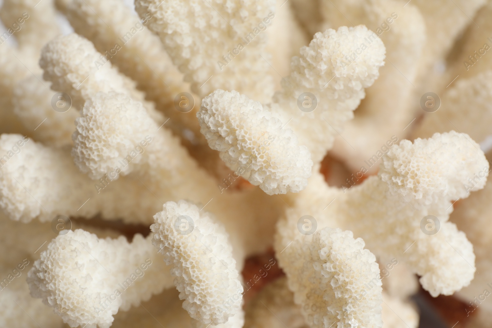 Photo of Beautiful exotic sea coral as background, closeup