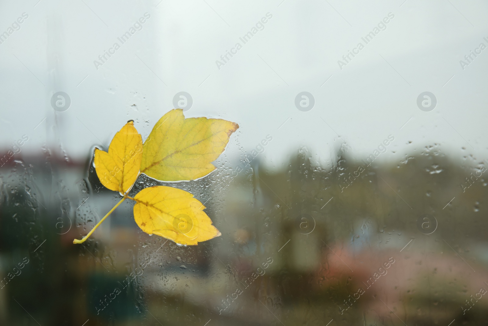 Photo of Autumn leaves stuck to window glass on rainy day, space for text