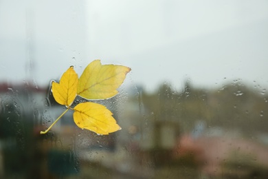 Autumn leaves stuck to window glass on rainy day, space for text