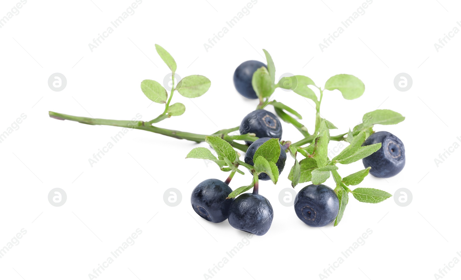 Photo of Branch with ripe bilberries and green leaves isolated on white