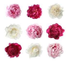 Set of different beautiful peony flowers on white background