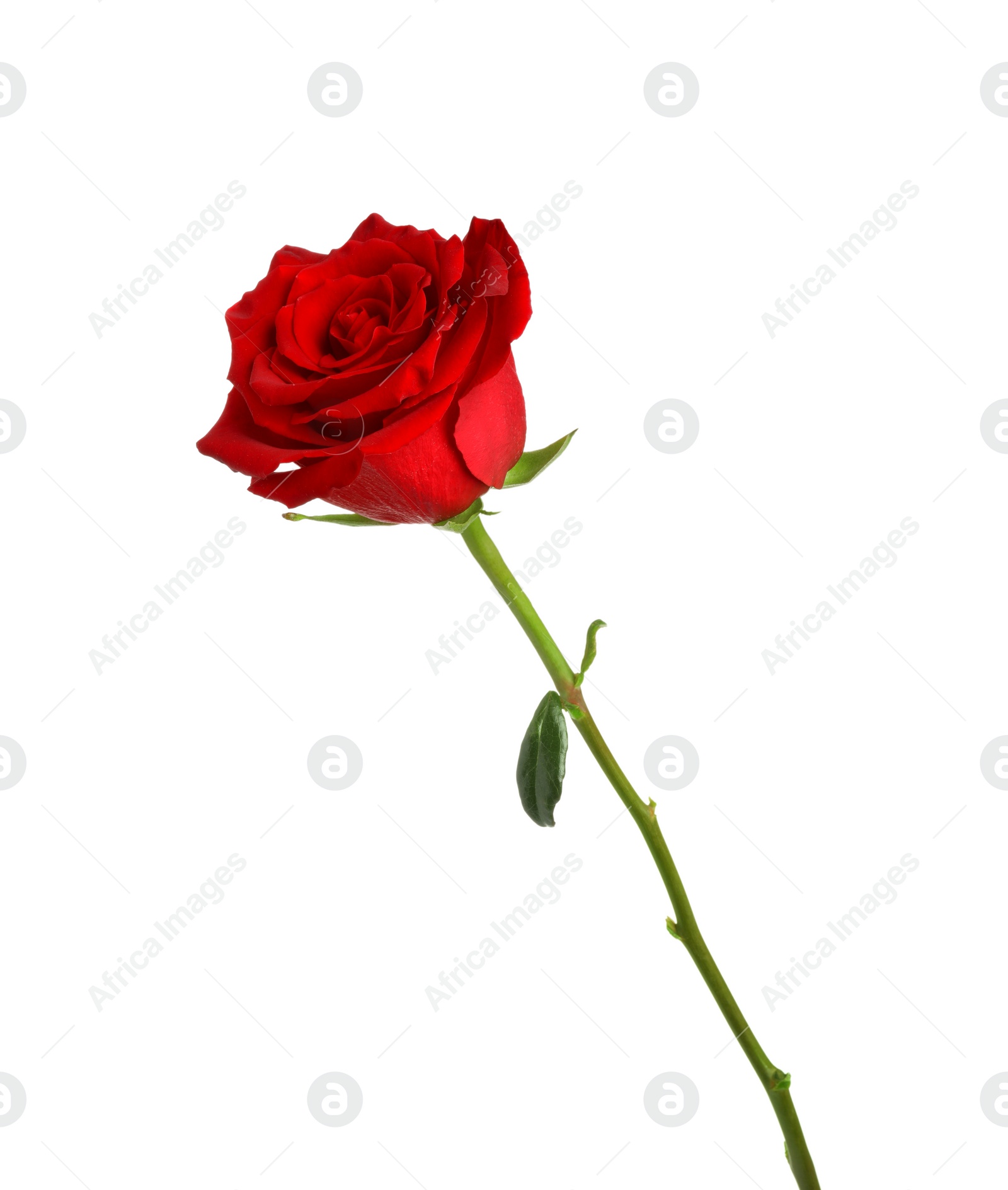 Photo of Beautiful fresh red rose isolated on white