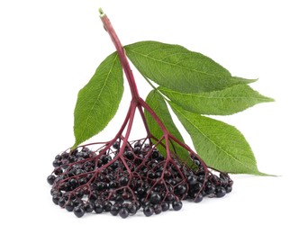 Photo of Bunch of ripe elderberries with green leaves on white background