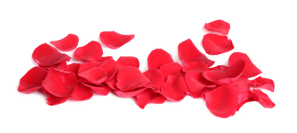 Photo of Fresh red rose petals on white background