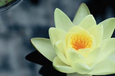 Beautiful white lotus flower in pond, closeup