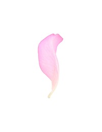 Photo of Tender pink rose petal isolated on white