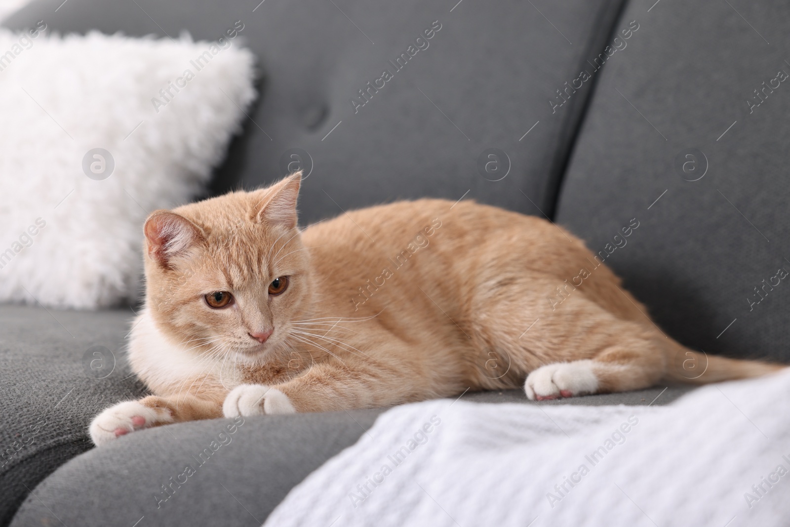 Photo of Cute ginger cat lying on sofa at home