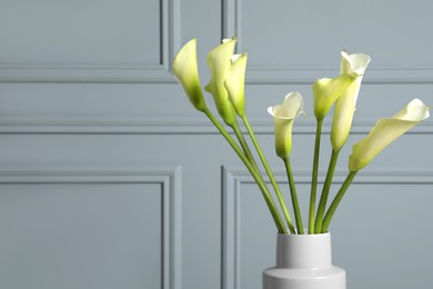 Beautiful calla lily flowers in vase on grey background. Space for text