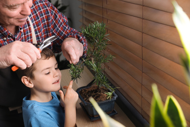 Photo of Senior man with little grandson taking care of Japanese bonsai plant near window indoors. Creating zen atmosphere at home