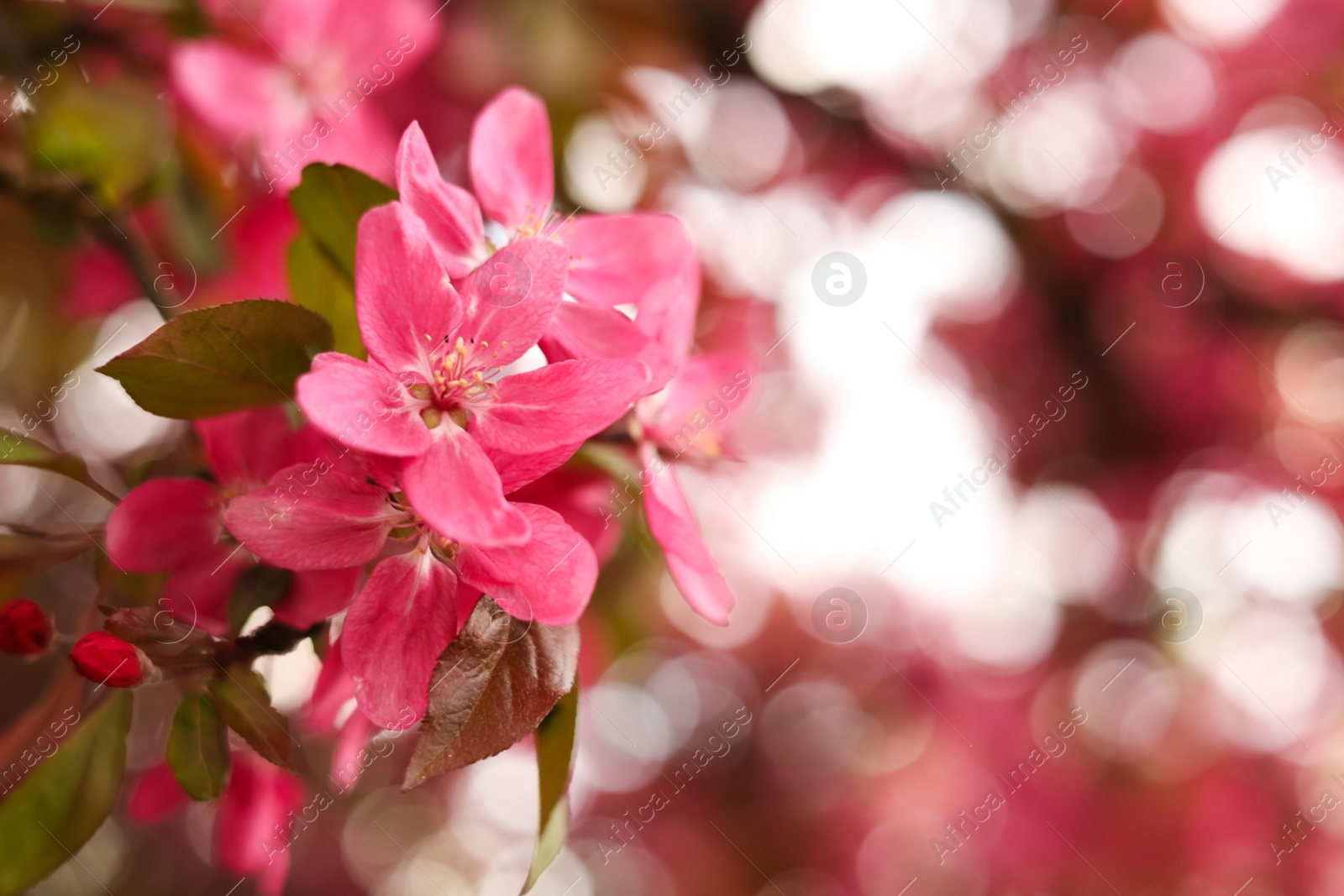 Photo of Closeup view of beautiful blossoming apple tree outdoors on spring day. Space for text