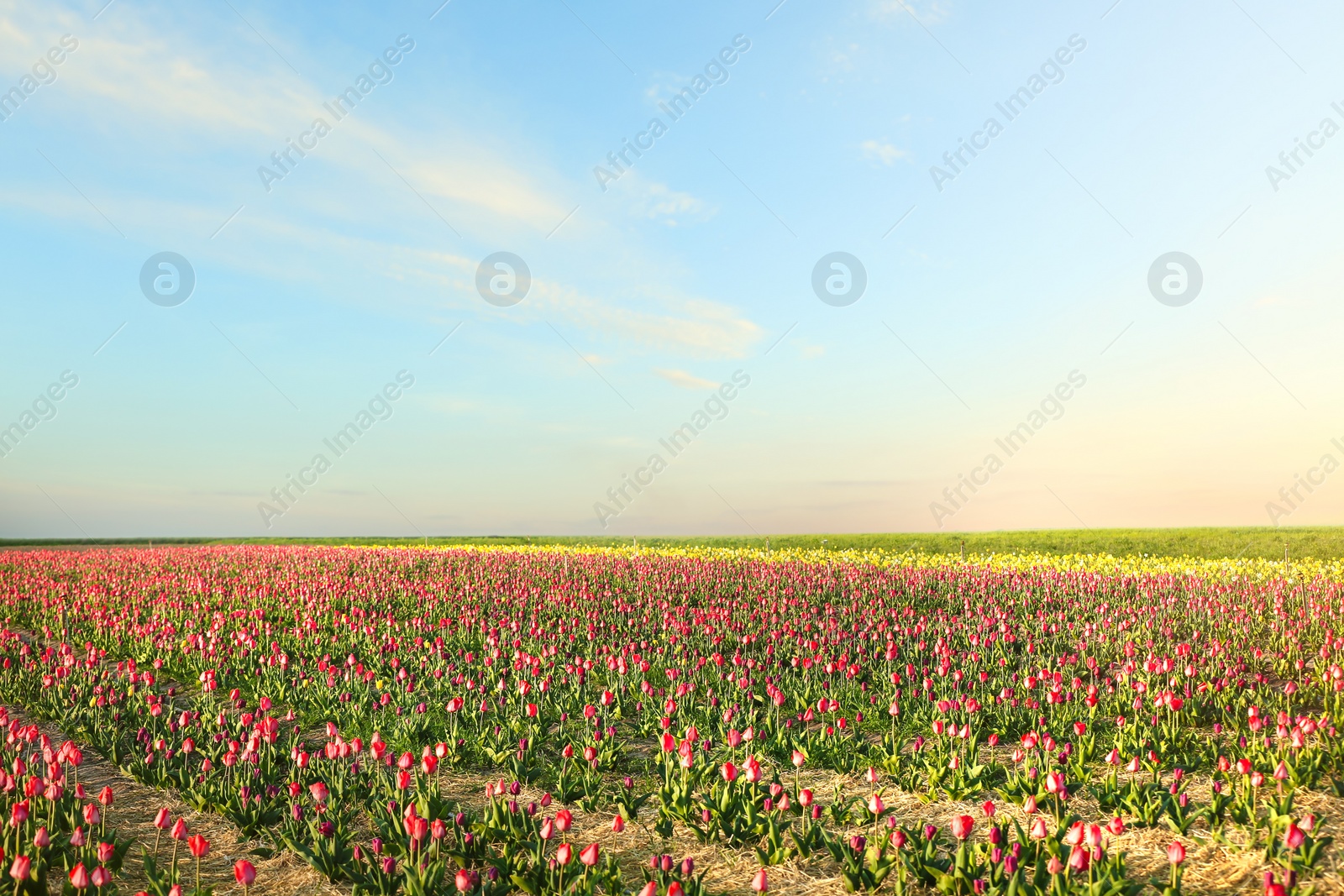 Photo of Field with fresh beautiful tulips. Blooming flowers