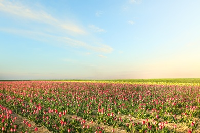 Photo of Field with fresh beautiful tulips. Blooming flowers