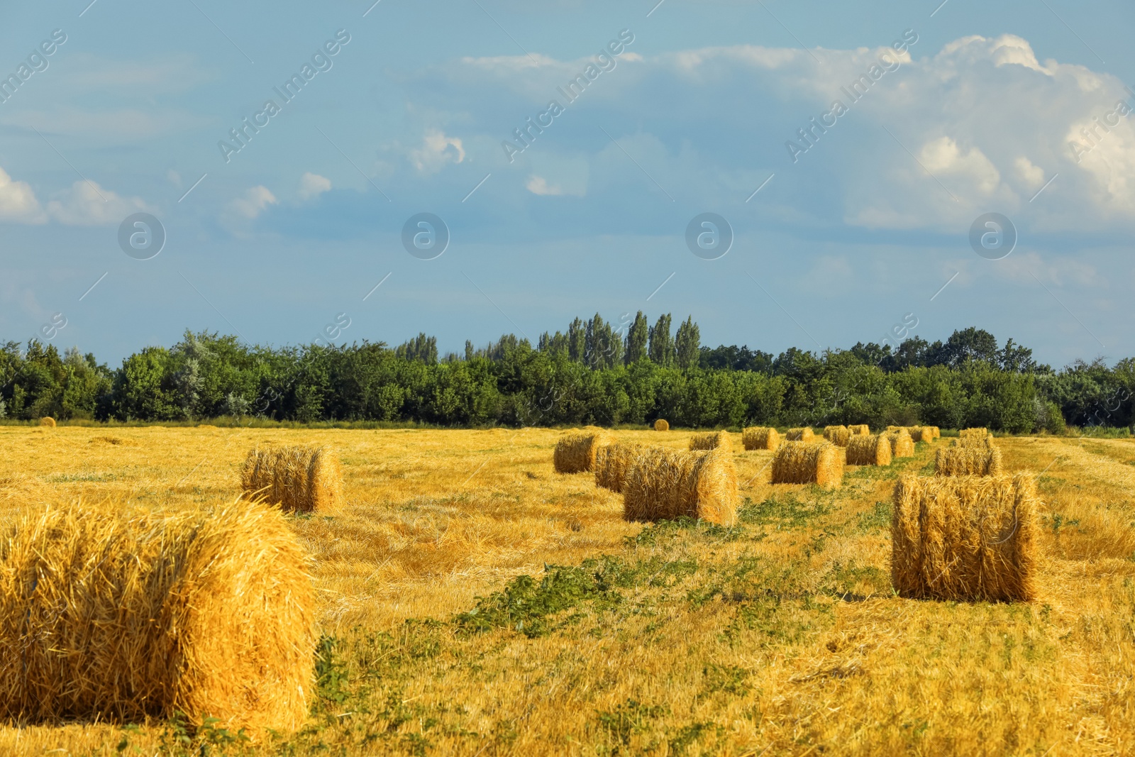 Photo of Beautiful view of agricultural field with hay bales