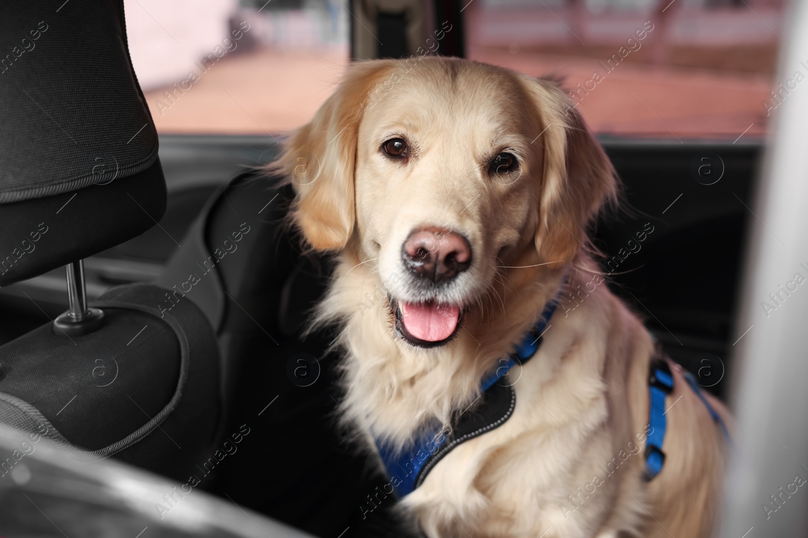 Photo of Cute labrador retriever in car. Adorable pet