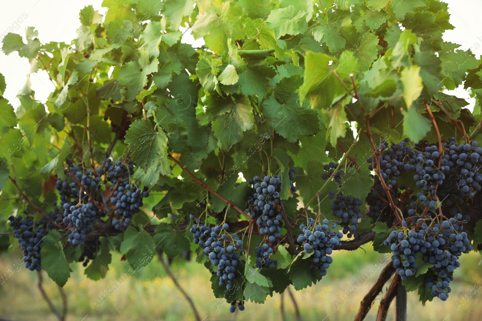 Photo of Delicious ripe grapes in vineyard. Harvest season