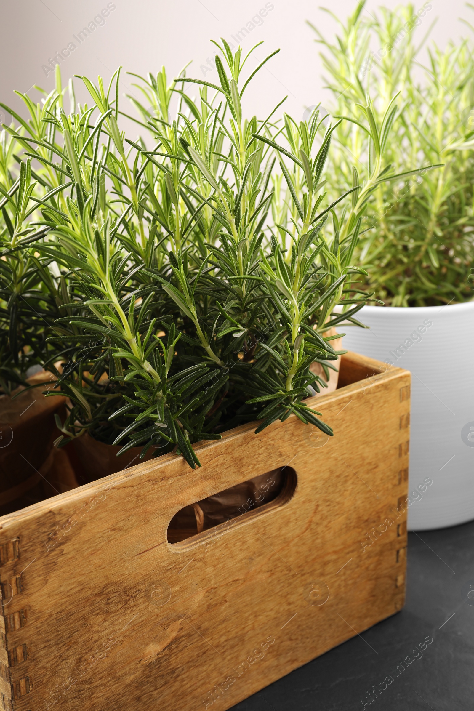 Photo of Aromatic green rosemary in wooden crate on table