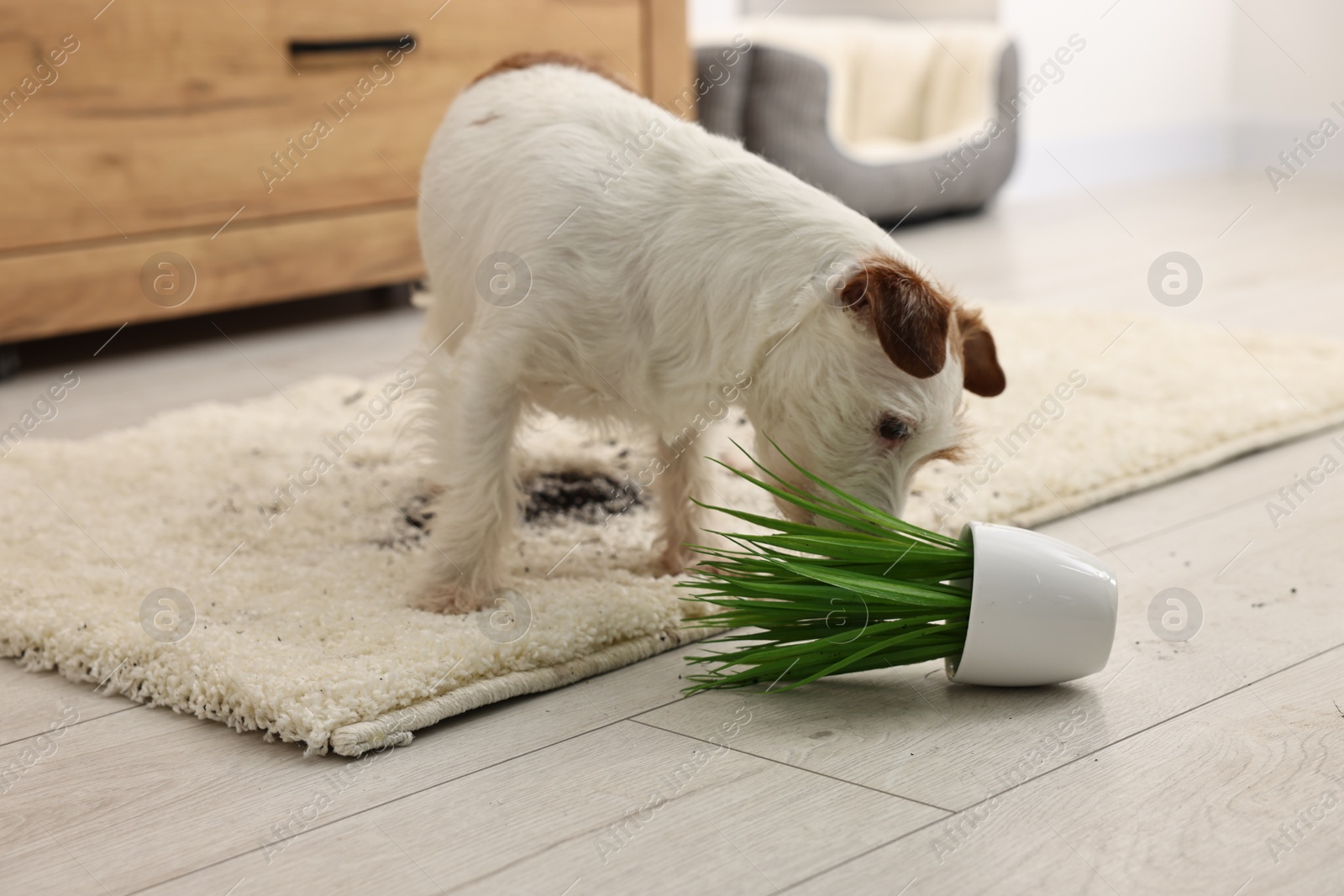 Photo of Cute dog near overturned houseplant on rug indoors