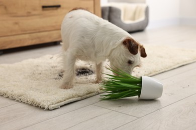 Photo of Cute dog near overturned houseplant on rug indoors