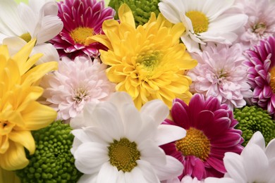 Photo of Beautiful fresh chrysanthemum flowers as background, closeup