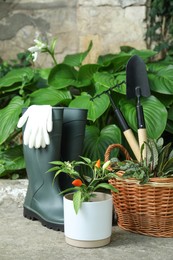 Beautiful plants, rubber boots and gardening tools outdoors