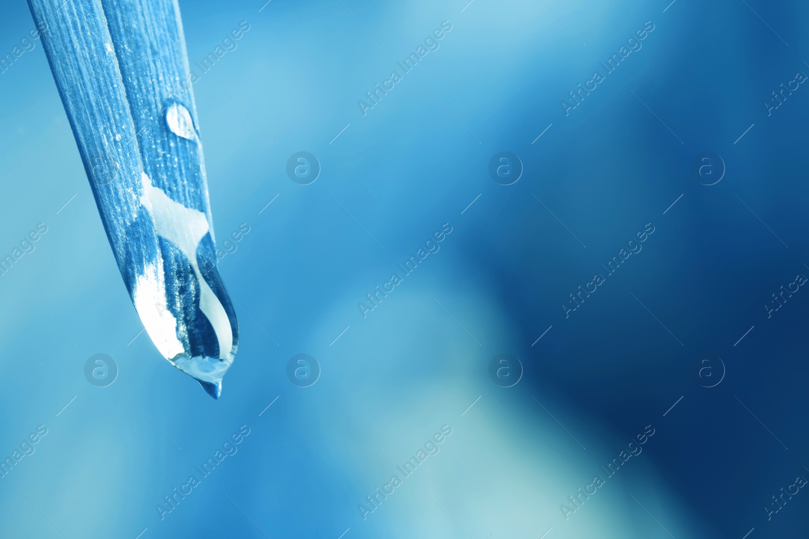 Image of Water drops on leaf against blurred background, closeup. Toned in blue