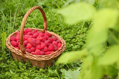 Wicker basket with ripe raspberries on green grass outdoors. Space for text