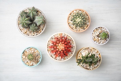 Photo of Beautiful cacti on wooden background, top view