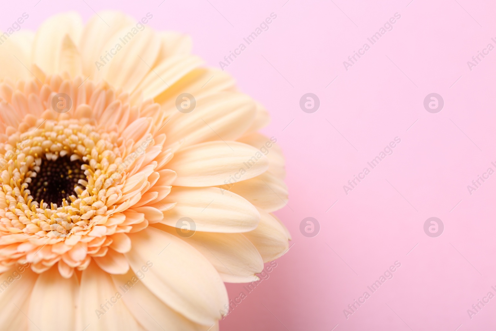 Photo of One beautiful tender gerbera flower on pink background, closeup. Space for text