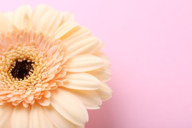 One beautiful tender gerbera flower on pink background, closeup. Space for text