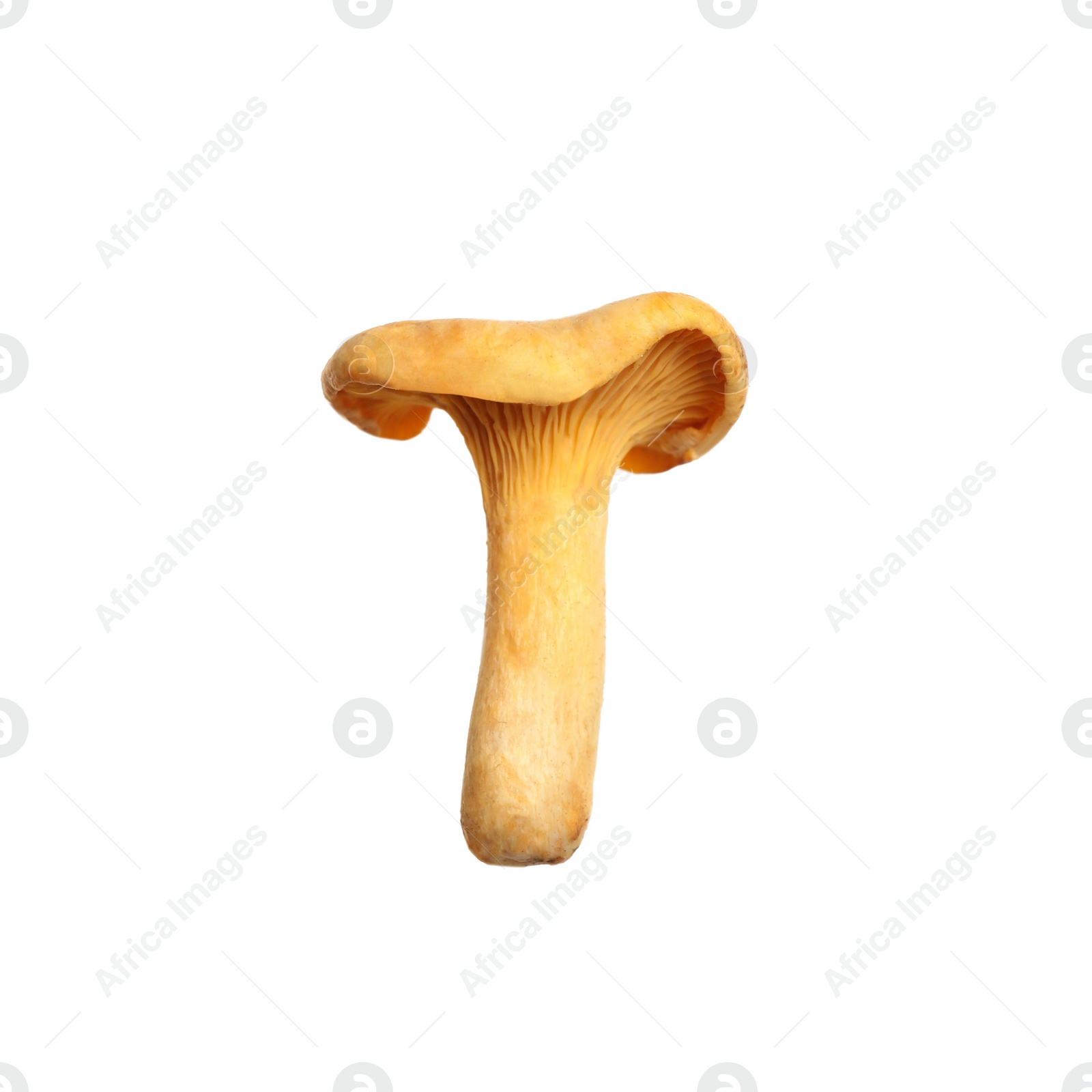 Photo of Fresh wild chanterelle mushroom isolated on white