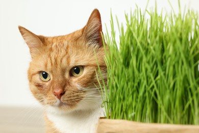 Photo of Cute ginger cat and potted green grass on white background, closeup