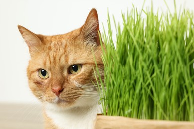 Cute ginger cat and potted green grass on white background, closeup