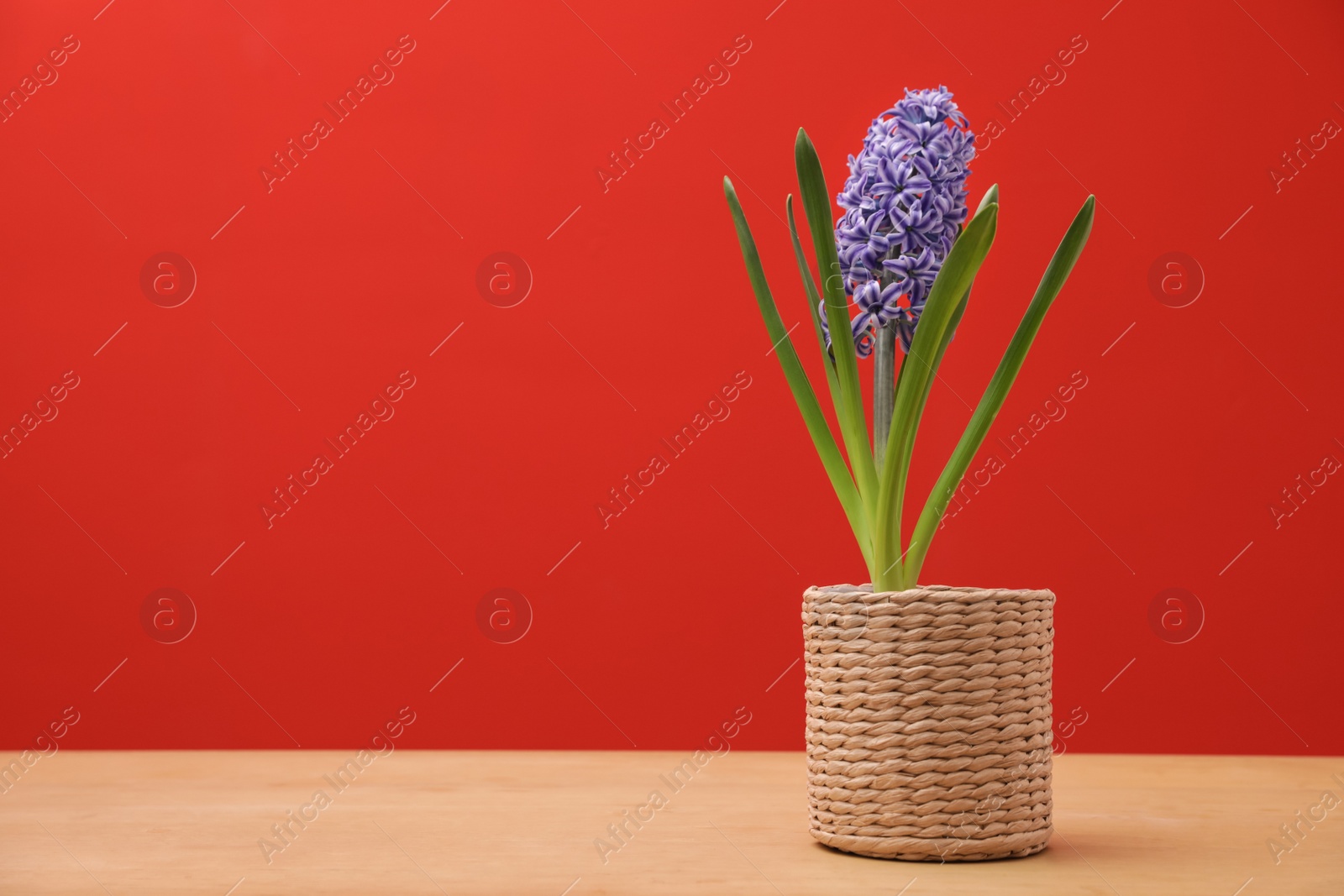 Photo of Beautiful hyacinth in wicker pot on table against color background, space for text. Spring flower