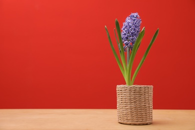 Photo of Beautiful hyacinth in wicker pot on table against color background, space for text. Spring flower