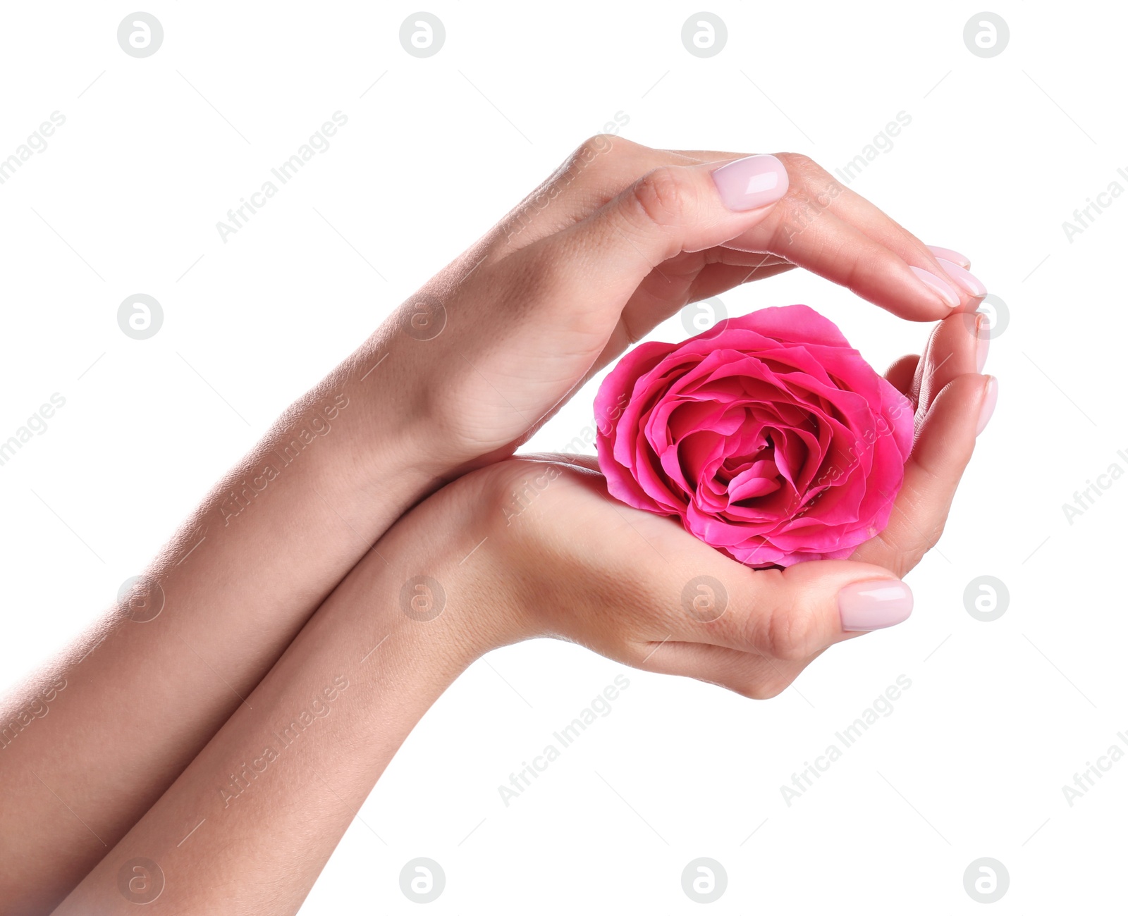 Photo of Woman holding rose on white background, closeup. Spa treatment