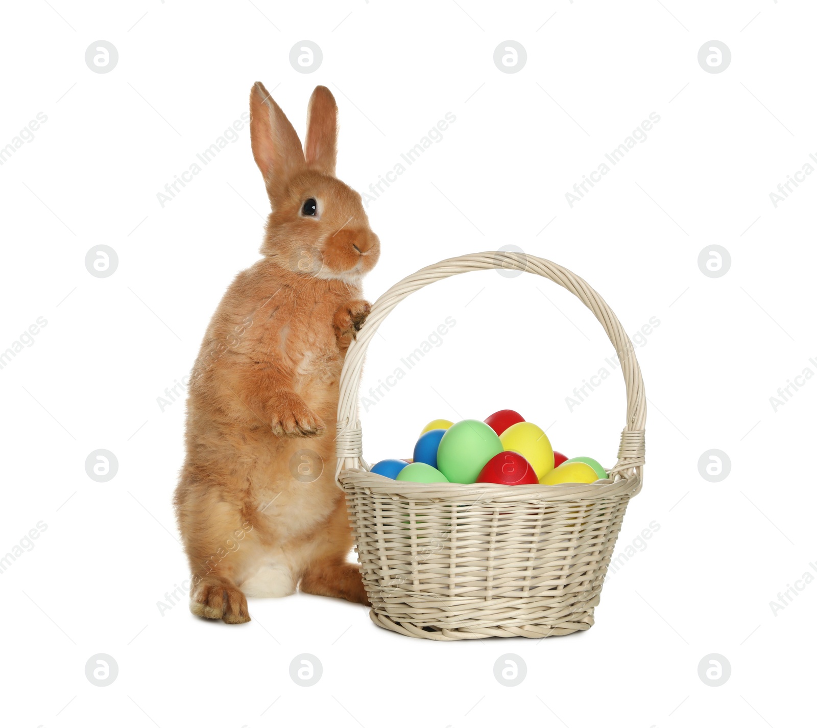 Photo of Adorable furry Easter bunny near wicker basket with dyed eggs on white background