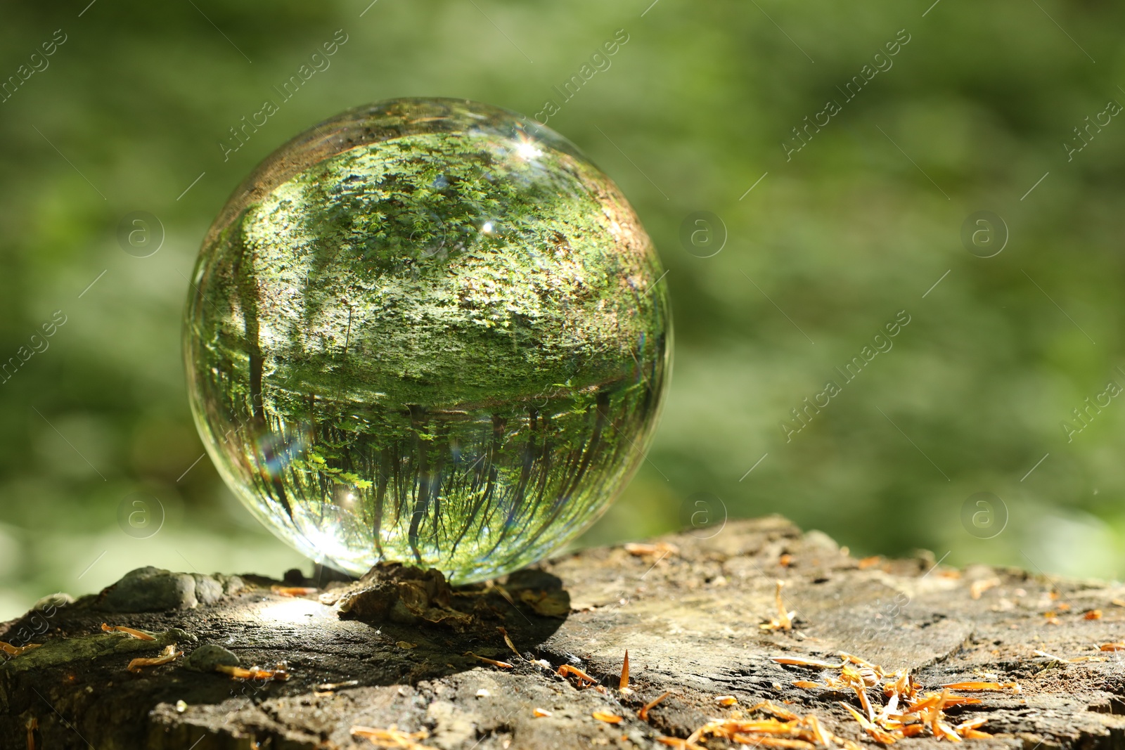 Photo of Green trees outdoors, overturned reflection. Crystal ball on stump in forest. Space for text