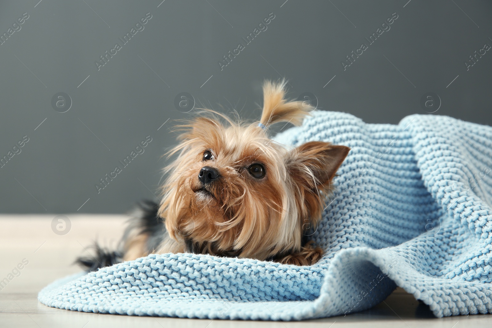 Photo of Yorkshire terrier on floor against grey wall. Happy dog