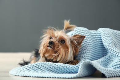 Photo of Yorkshire terrier on floor against grey wall. Happy dog