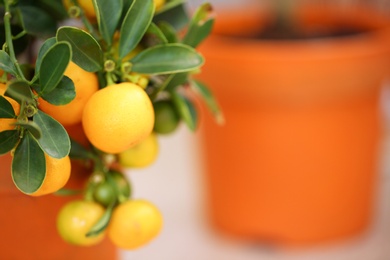 Photo of Beautiful calamondin shrub with fruits on blurred background. Tropical plant