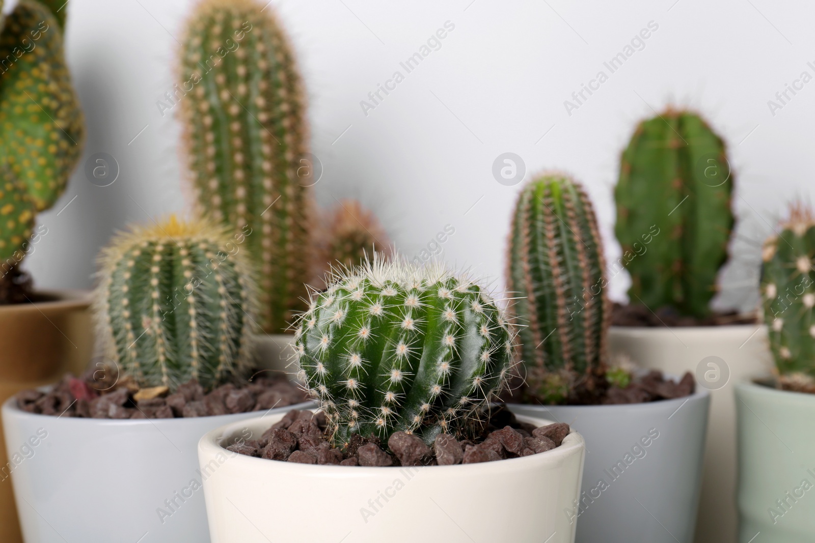 Photo of Different cacti in pots on white background