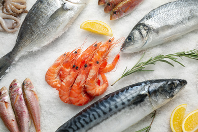 Photo of Fresh fish and seafood on ice, flat lay