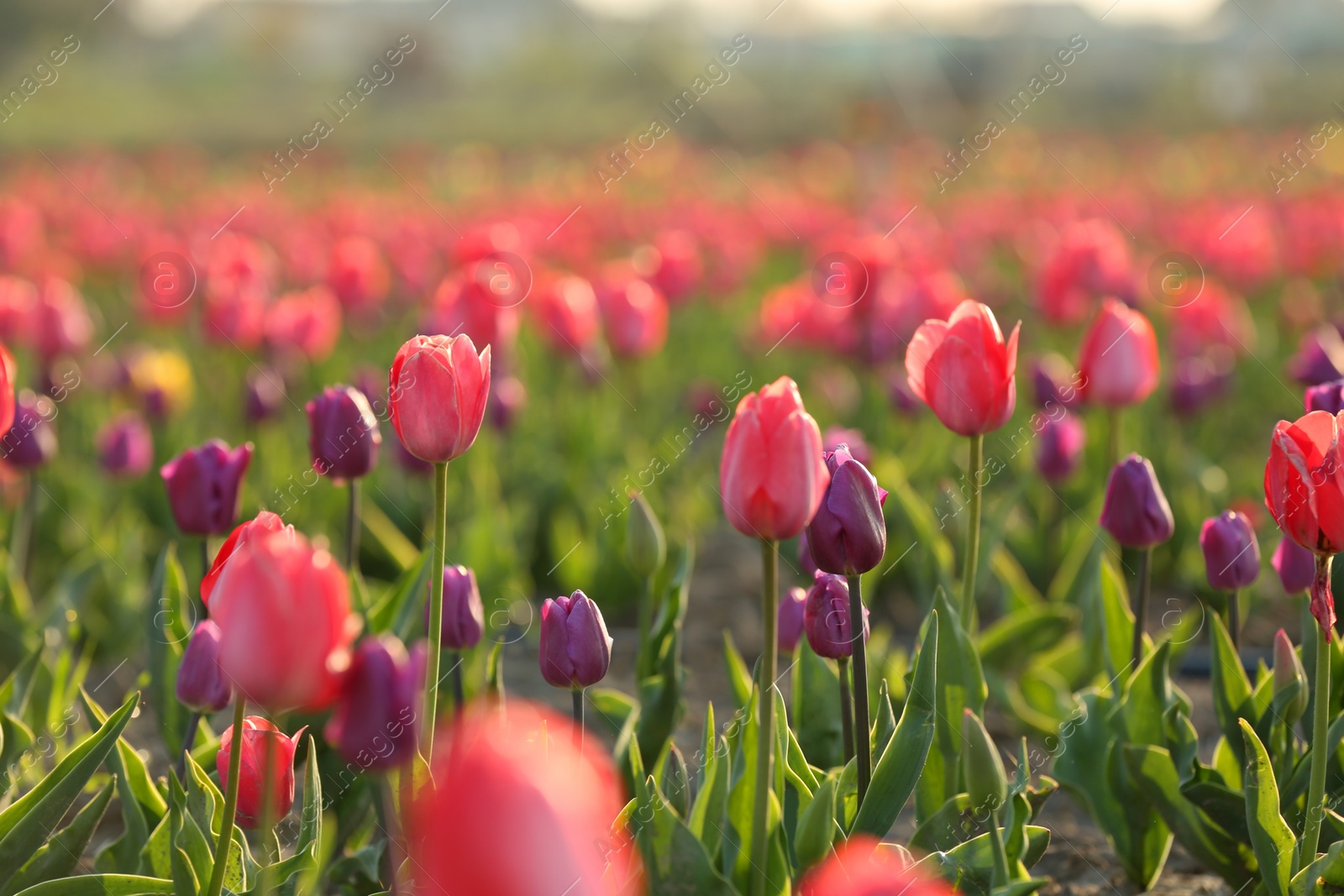 Photo of Field with fresh beautiful tulips. Blooming flowers