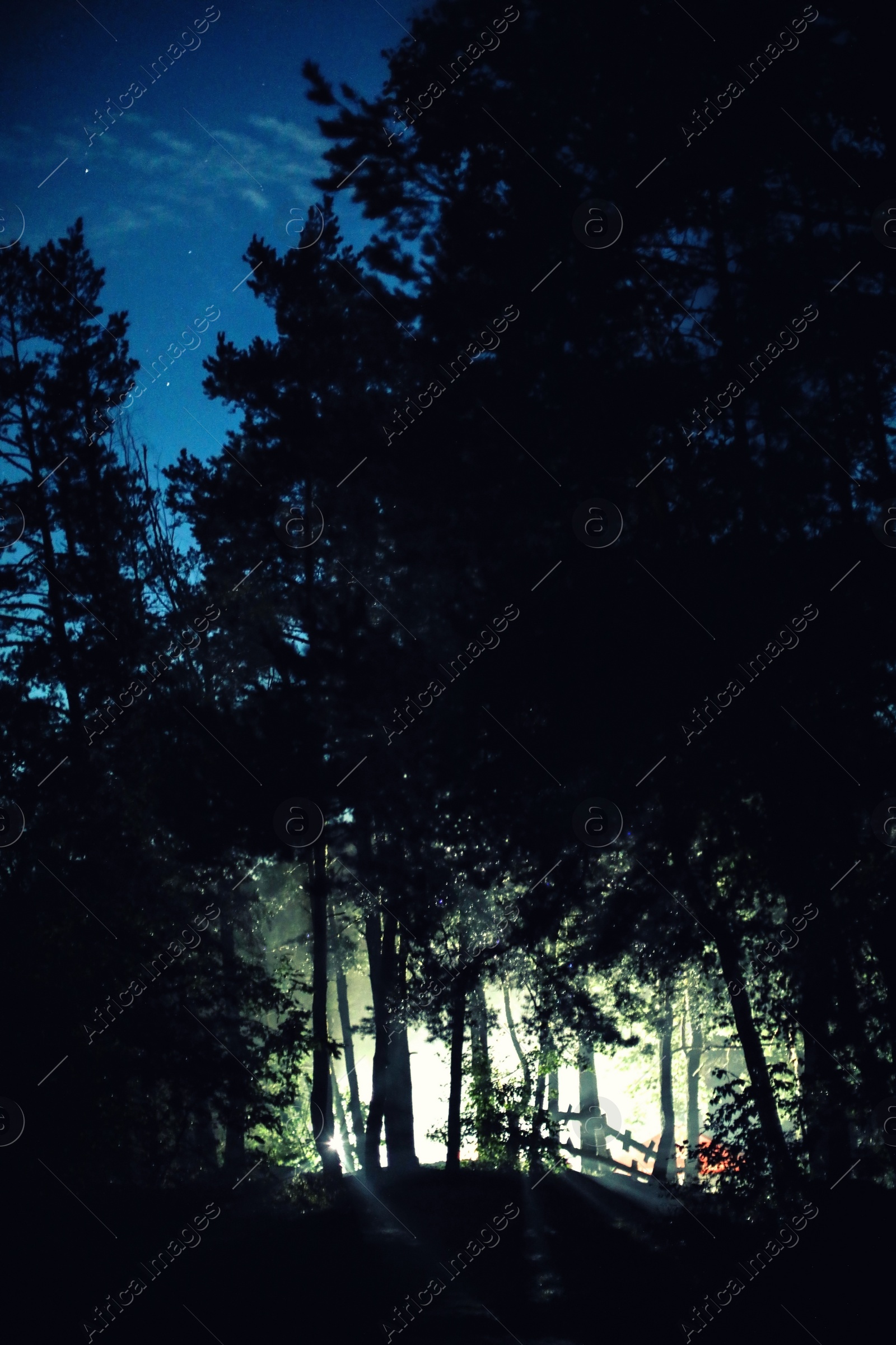 Photo of Light between trees in forest at night. Camping season