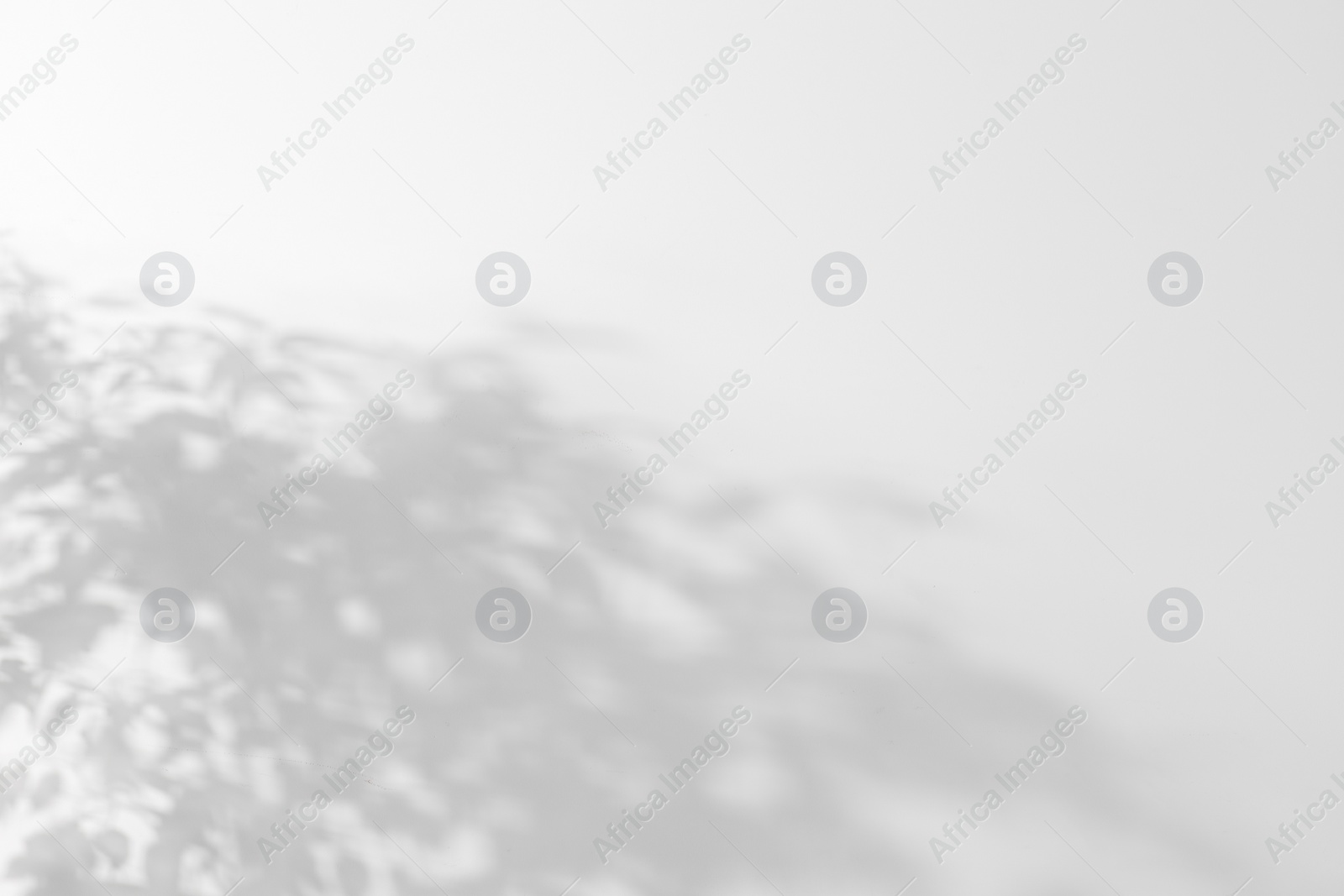 Photo of Shadow of plant falling on white wall, space for text